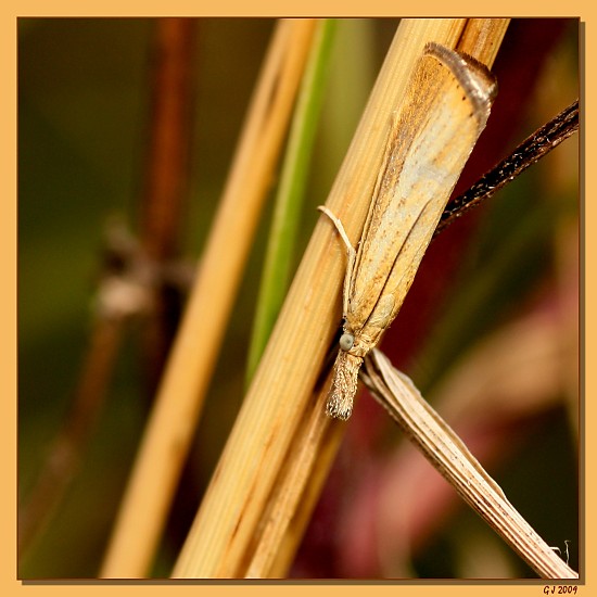 Agriphila straminella, ein Z�nsler