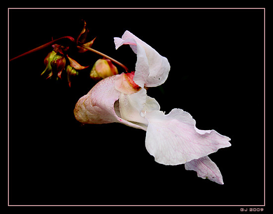 Dr�siges Springkraut