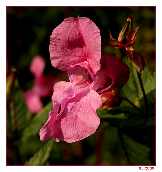 Dr�siges Springkraut