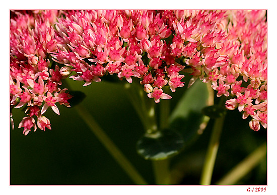 Bauernblume oder Fette Henne