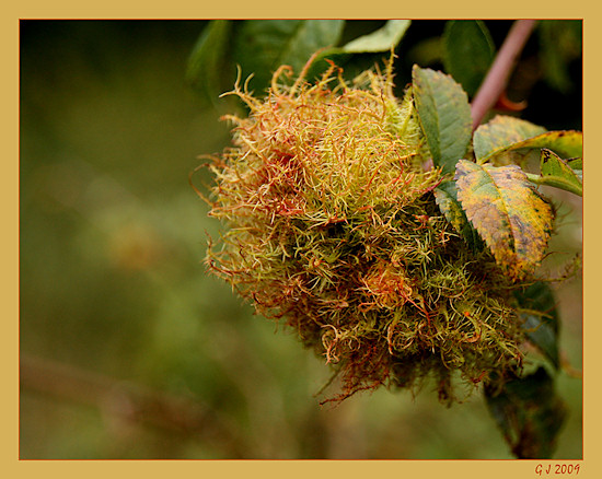 Verwachsung an einer Heckenrose