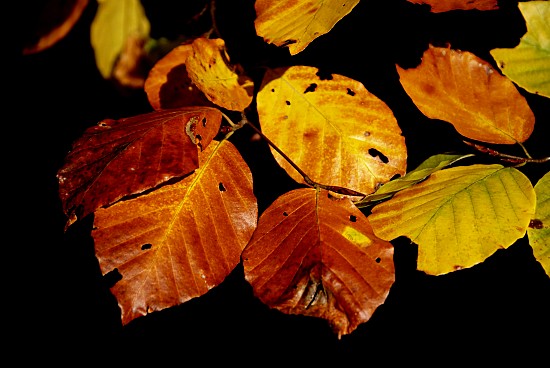Buchenlaub im Herbst