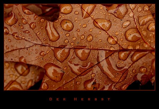 Ein nasses Eichenblatt