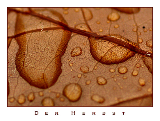 Regentropfen auf Eichenblatt