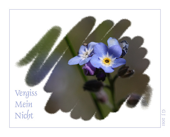 Vergissmeinnicht