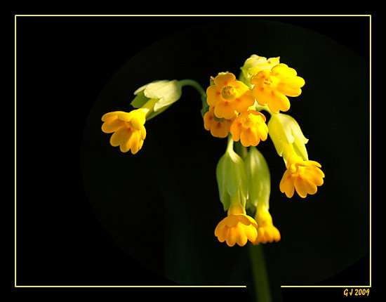 Echte Schlüsselblume