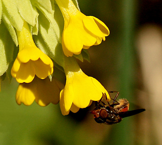 Echte Schlüsselblume