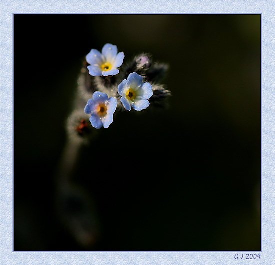 Sand-Vergissmeinnicht