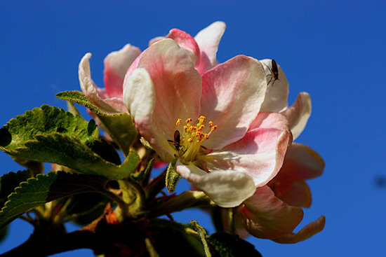 Apfelblüte vor blauem Himmel