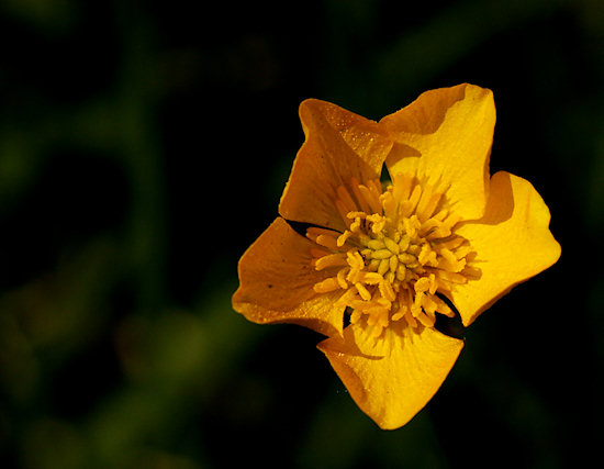 Scharfer Hanhenfuß (Butterblume)
