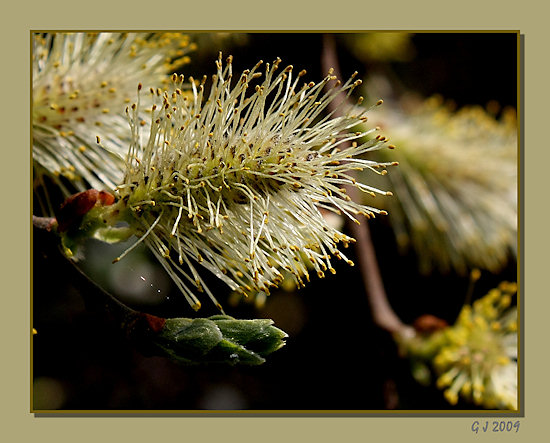 Weidenkätzchen