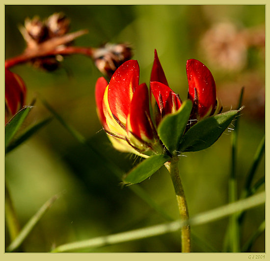 Gemeiner Hornklee vor der Blüte