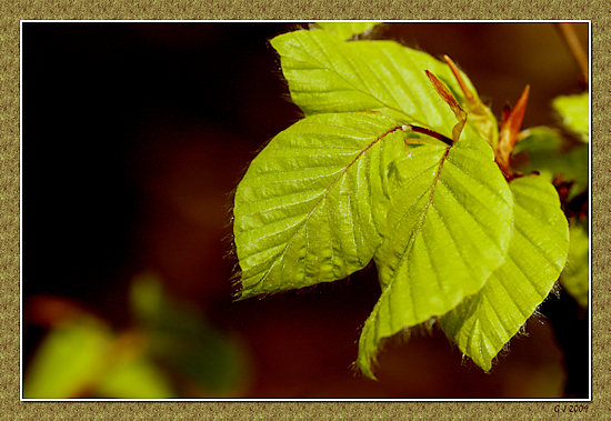 Junges Buchenlaub im Frühling