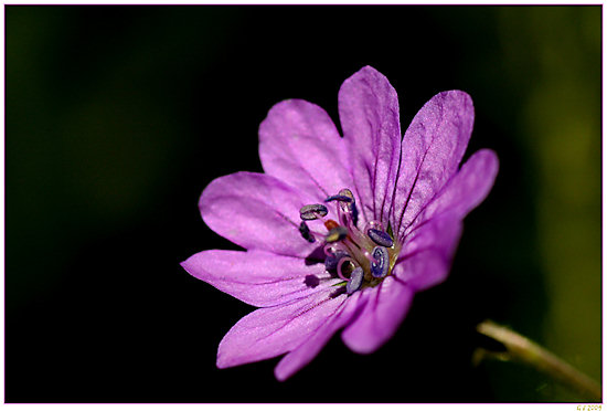 Pyrenäen-Storchschnabel