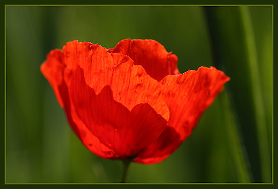 Klatschmohn