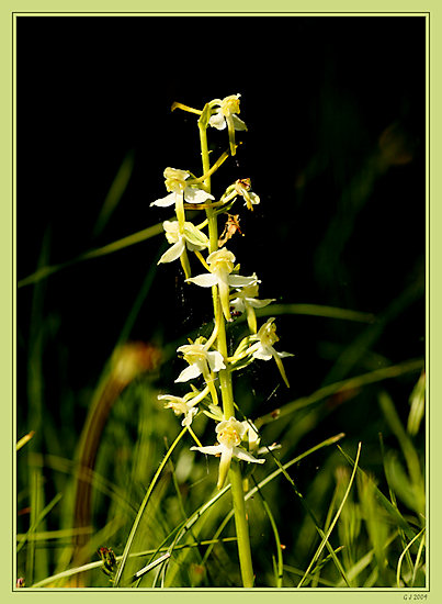 Weiße Waldhyazinthe