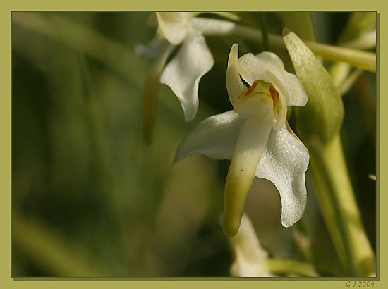 Weiße Waldhyazinthe