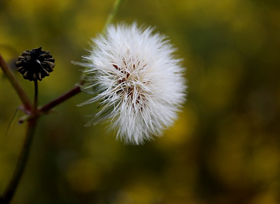 Pusteblume eines Pippau
