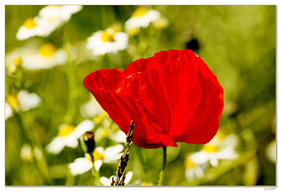Klatschmohn