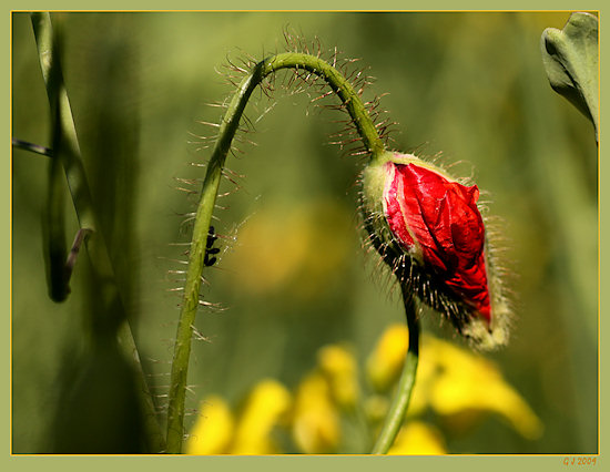 Knospe des Klatschmohns