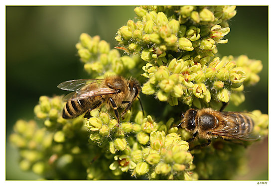 Honigbienen auf Essigbaumblüte
