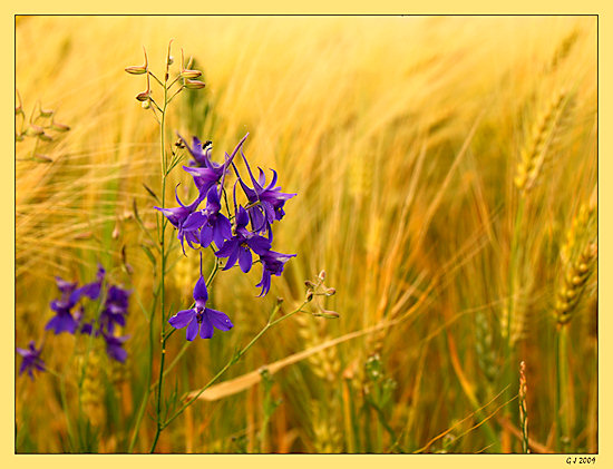 Feld-Rittersporn vor Gerstenfeld