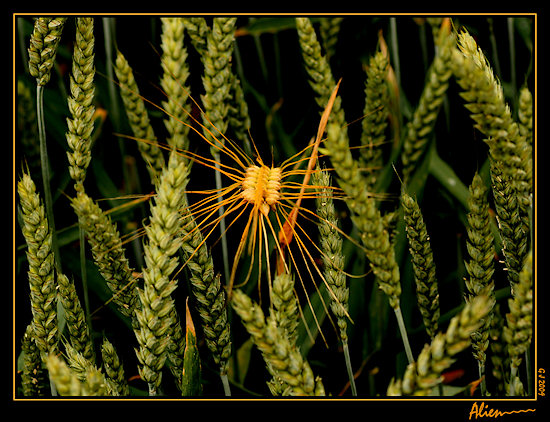Gerstenähre im Roggenfeld