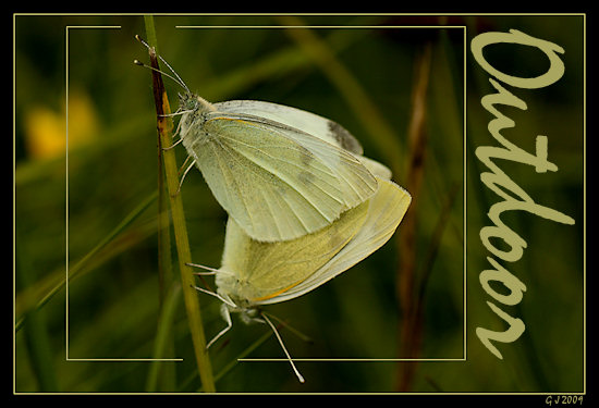 Kleine Kohlweißlinge bei der Paarung