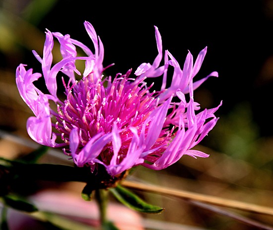 Skabiose-Flockenblume