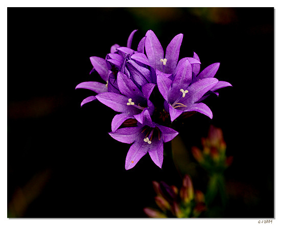 Büschel-Glockenblume