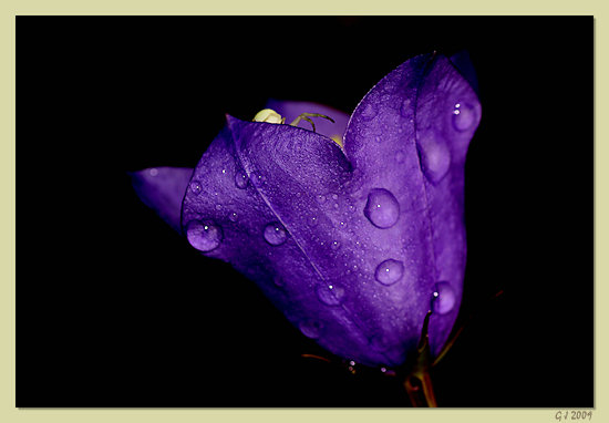 Chinesische Glockenblume oder Ballonblume (Platycodon grandiflorus) mit Krabbenspinne