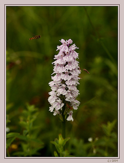 Knabenkraut mit Schwebfliege