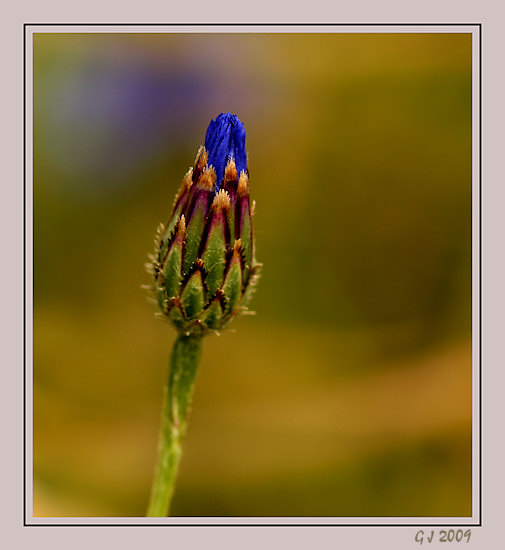 Kornblume (Korn-Flockenblume)