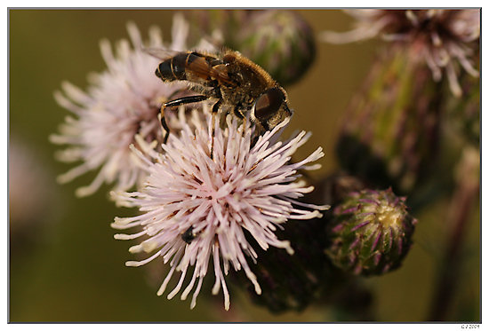 Schwebfliege auf Acker-Kratzdistel