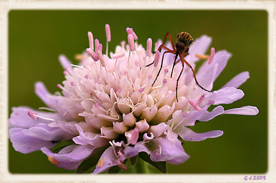 Acker-Witwenblume mit Besucher