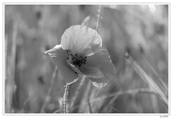 Klatschmohn