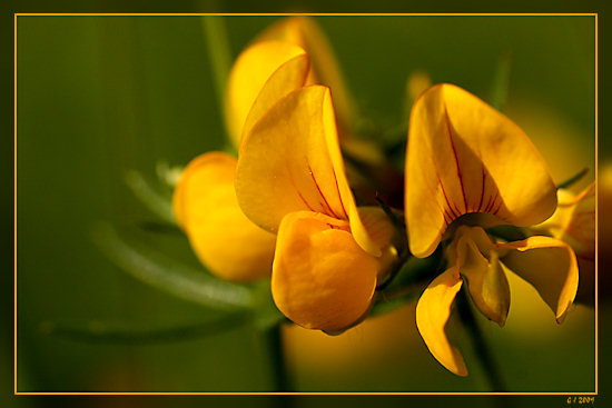 Gewöhnlicher Hornklee