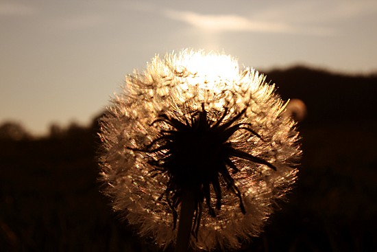 Löwenzahn-Pusteblume
