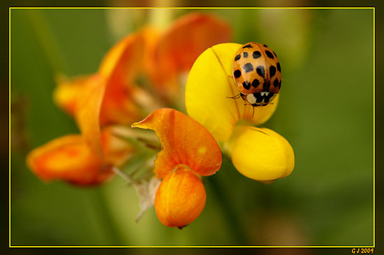 Asiatischer Marienkäfer, gelbe Variation, auf Hornklee