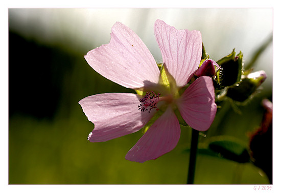 Wilde Malve / Moschusmalve