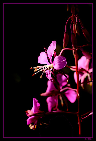 Schmalblättriges Weidenröschen