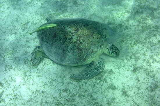 Echte Karettschildkröte