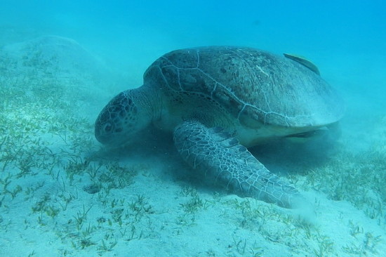 Echte Karettschildkröte