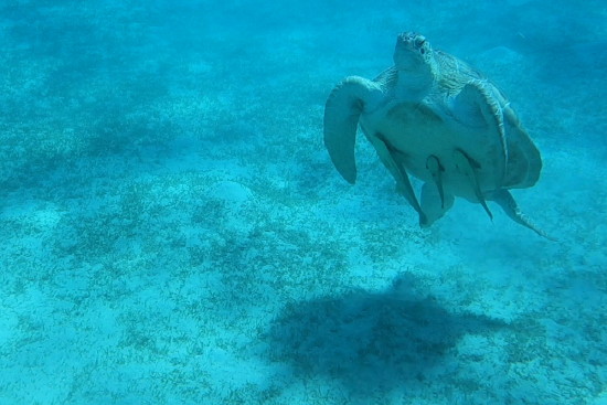Echte Karettschildkröte