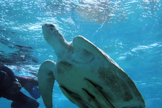 Echte Karettschildkröte