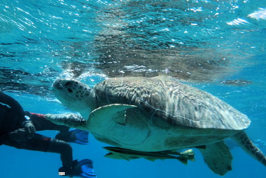 Echte Karettschildkröte