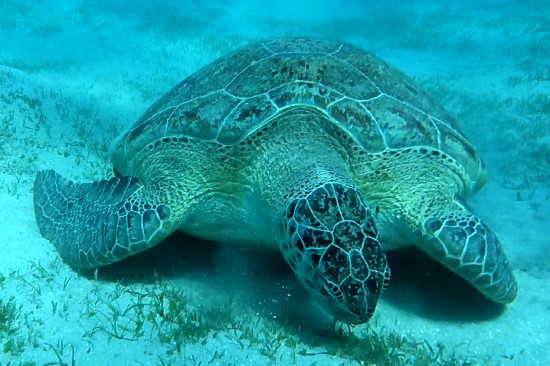 Echte Karettschildkröte