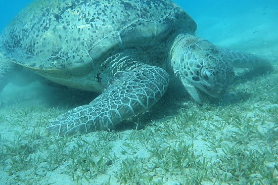 Echte Karettschildkröte