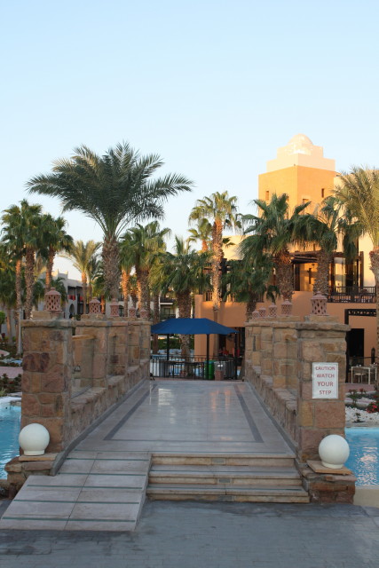 Echte Karettschildkr�te