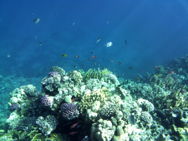 Echte Karettschildkr�te